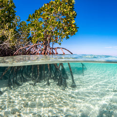 Webinar Recording: Unlocking Investment Capital for Blue Carbon Markets