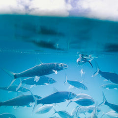 Investments in Aquaculture Could Create More than 20 Million Jobs by 2050