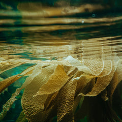 World’s largest tropical seaweed farm begins operations