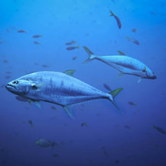 Tuna's Hidden Catch: A Risk Investors Can’t Afford To Ignore