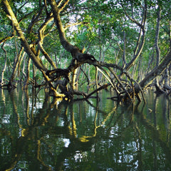 The Blue Carbon Handbook