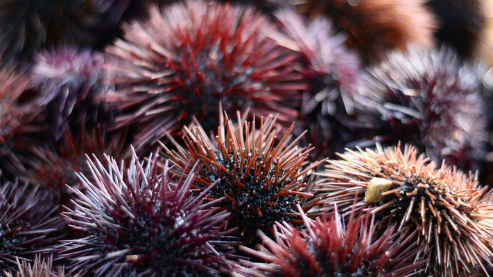 Dolphin-shaped robot developed to skim oil spills using sea-urchin-inspired filter