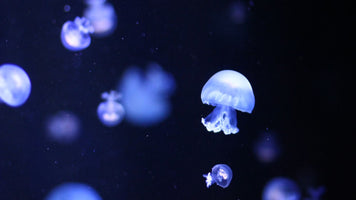 Scientists used specialized equipment to dive into the ocean’s ‘twilight zone.’ They found creatures never seen before