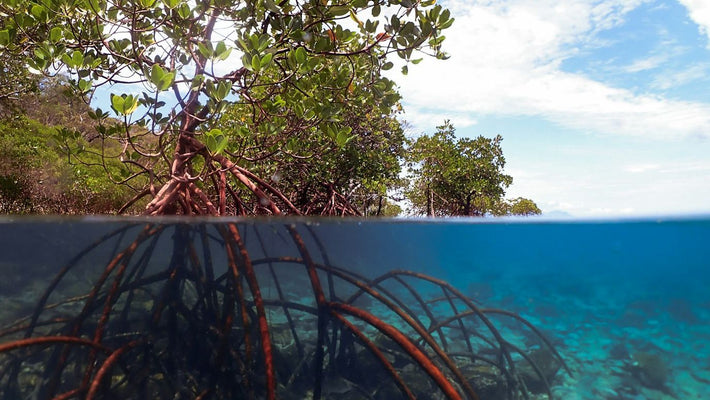 Ocean innovation: the engine shaping the next phase of the ocean economy