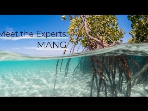 Meet the Experts - MANG (Kyle Rossin)